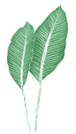 植物芭蕉叶子PNG素材免抠leaves plants
