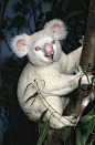 llbwwb:

1997 - Albino Koala Onya-Birri is Born (by San Diego Zoo Global)