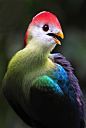 thalassarche:

Red-crested Turaco 

(Tauraco erythrolophus)

 - photo by Shylaja Muringoor