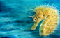 The 2016 Underwater Photographer of the Year Contest : Organizers of the Underwater Photographer of the Year have just announced their winning photos for 2016.