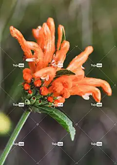 狮子花 花 花瓣 花卉背景 美丽的花朵 干 树叶 叶子 花壁纸