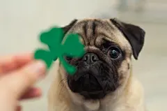 点击来源直接获取大图文件 |圣帕特里克节戴着模糊纸绿色三叶草的哈巴狗