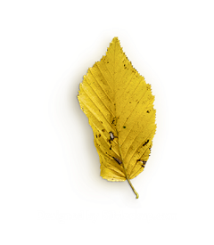 Super灬_Hero采集到PNG-特效-秋天植物