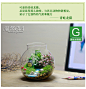 新奇特礼物 苔藓微景观生态瓶 创意迷你植物 办公室绿植盆栽 礼品-淘宝网