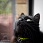 mel scott - Purrticular Photog 在 Instagram 上发布：“. >^..^< >^..^< >^..^< >^..^< >^..^<>^..^< . reasons to own a black cat
猫、喵星人、黑猫