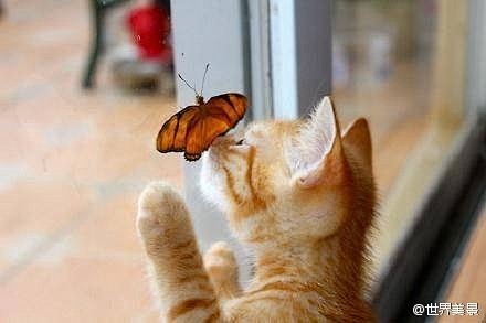 猫咪和蝴蝶的瞬间 #喵星人#