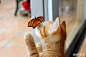 猫咪和蝴蝶的瞬间