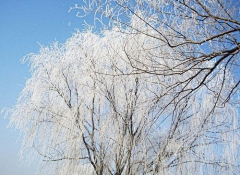 微奇生活采集到雪景