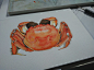 儿童画蟹的图片的 搜索结果_360图片