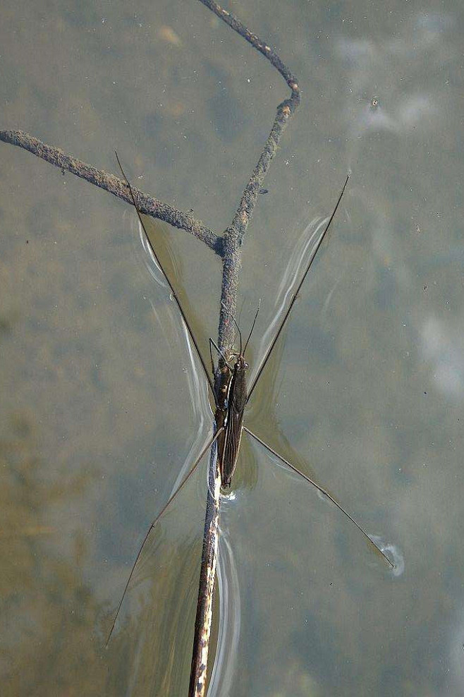 半翅目显角亚目水黾科黾蝽科水黾