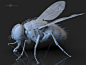 The housefly (Musca domestica), Dariusz Andrulonis