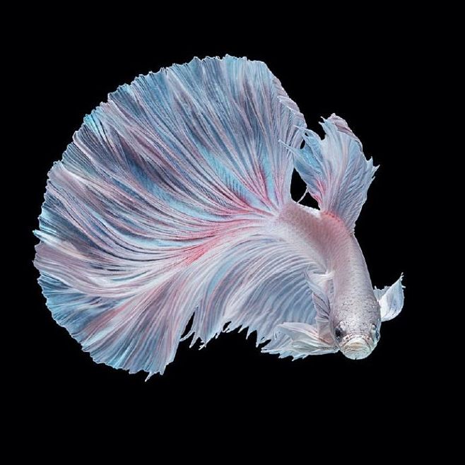 摄影师andi halil拍摄的一组暹罗斗鱼的照片