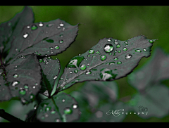 夜雨声烦烦烦啊烦不烦采集到植物摄影