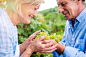 Senior couple in blue shirts holding bunch of grapes