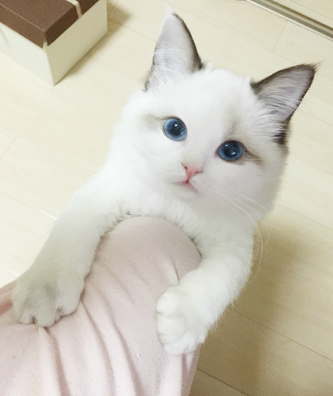 #布偶猫# #喵星人# #萌#