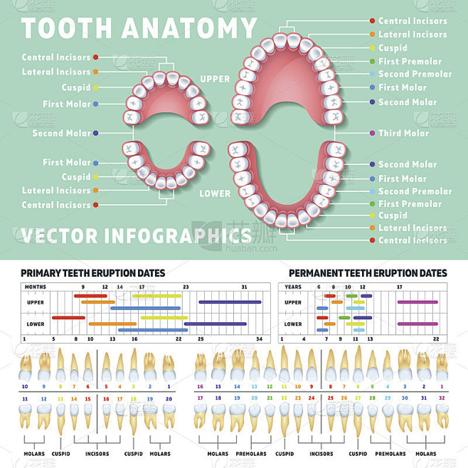 正畸医生人类牙齿解剖矢量信息图与牙齿图表