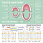 正畸医生人类牙齿解剖矢量信息图与牙齿图表
