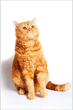 简洁典雅宠物猫咪高清摄影图片
