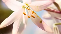 春暖花开唯美花朵写真桌面高清壁纸桌面壁纸1