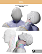 anatomy-for-sculptors-neck-anatomy-font-side-back-view-by-anatomy-for-sculptors.jpg (612×792)