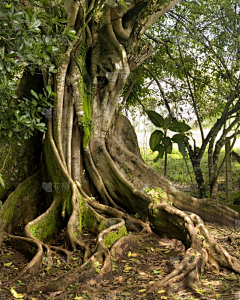 萧然紫月采集到Artist_Tree