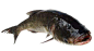 胖头鱼