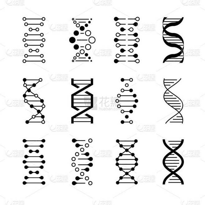 dna 图标。遗传结构代码, dna 分子模型隔离在白色背景。遗传向量符号
