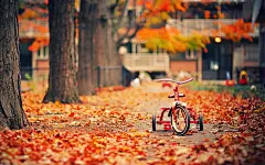 【21P】【1920x1200】lomo风格唯美风景特写高清桌面壁纸 - Windows [桌面壁纸] IT之家论坛