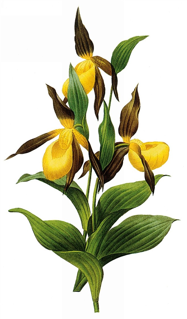 大师手绘黄色花朵
