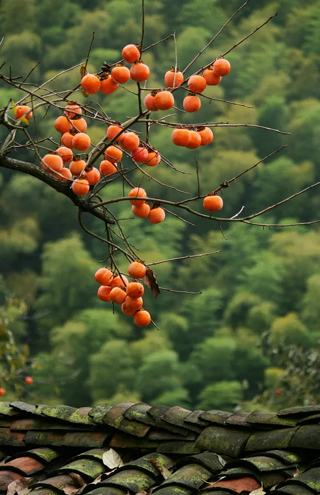 柿树