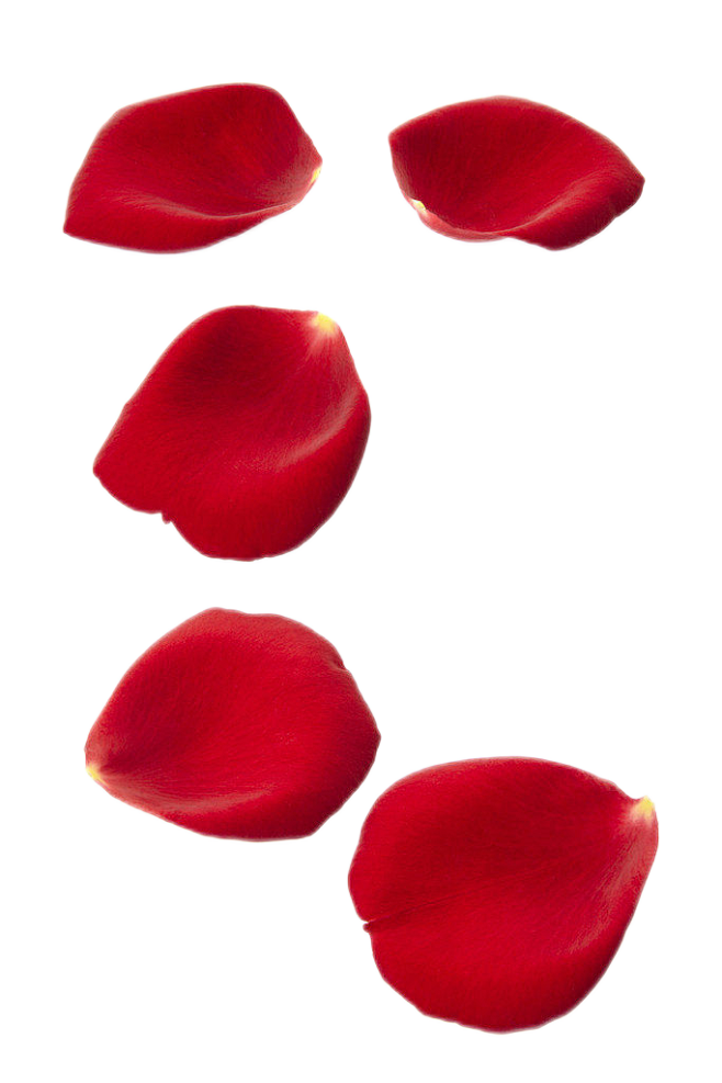 玫瑰花瓣png (2)
