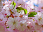 japanese-cherry-trees-6343_1280