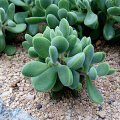 Eat-vinegar采集到Succulent plant& 【多肉植物】