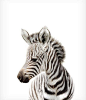 Safari nursery decor Zebra print PRINTABLE art Safari