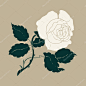 Vector hand drawn colored illustration of white rose with stem, thorns and leaves. Ancient white rose flower drawing on beige background