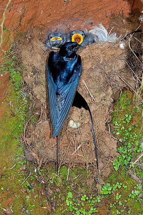 15:55:13雀形目·燕科·燕属:蓝燕万鸟集*冰峰*该采集也在以下画板