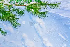 冰雪覆盖的树木。