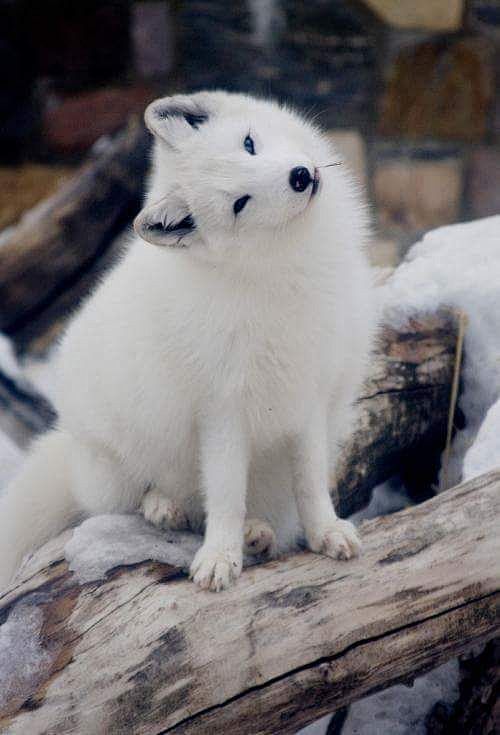 白色大耳狐图片