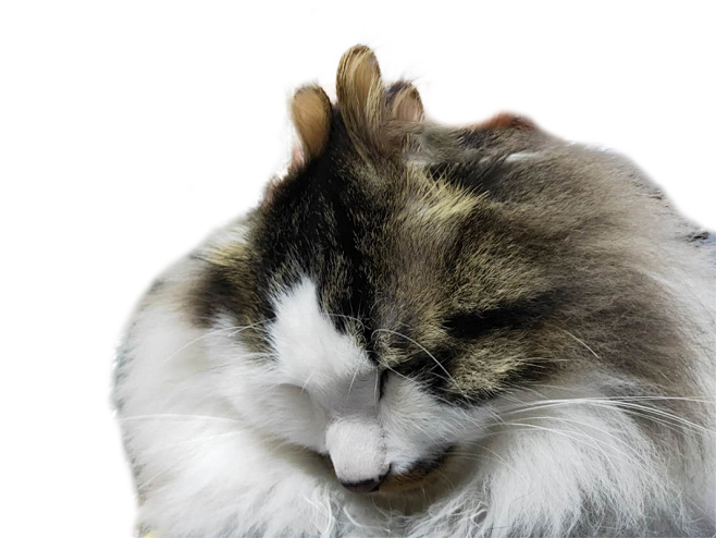 灰猫
