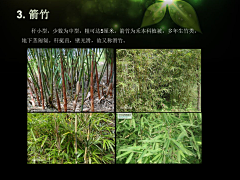 —MZH采集到Z—植物意向图—爬藤植物、竹子