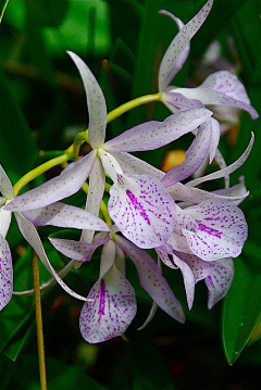 杭城公爵采集到花艺