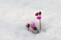 LEE INHWAN在 500px 上的照片Hepatica asiatica on the snow