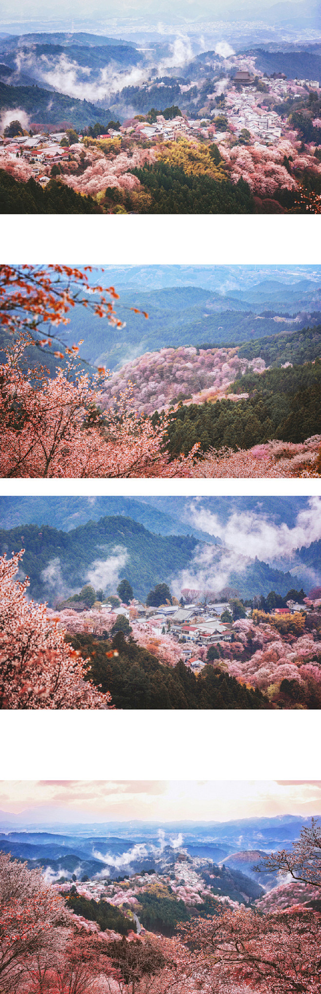 櫻吹雪 | 想象下吉野山六萬株櫻樹在四月...
