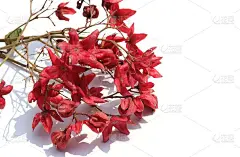 丑角光荣凉亭花或小毛豆孤立在白色背景，也被称为光荣树或花生酱树，完美的壁纸