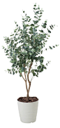 Eucalyptus Cinerea Silver Dollar