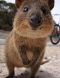 短尾矮袋鼠（学名：Setonix brachyurus）。它是最小的袋鼠之一，体高不到60厘米。短尾矮袋鼠是一种胆小的动物，看起来像老鼠一样。它们大多生活在澳大利亚西南海岸外的洛特尼斯岛。被誉为“世界上最开心的萌物”。仅一种，无亚种分化。已被世界自然保护联盟列入濒危物种红色名录。