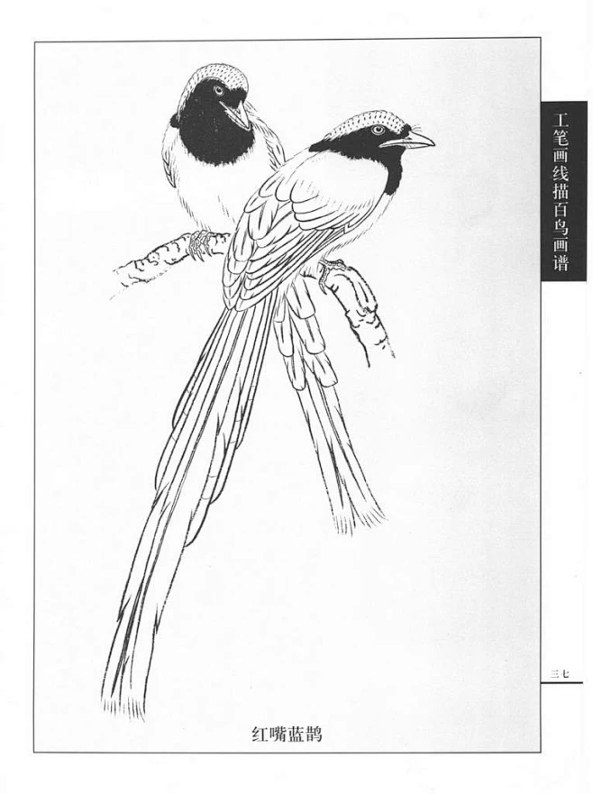 工笔画鸟线描图——红嘴蓝鹊-花瓣网