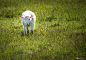 Réjean Biron在 500px 上的照片The little lamb....