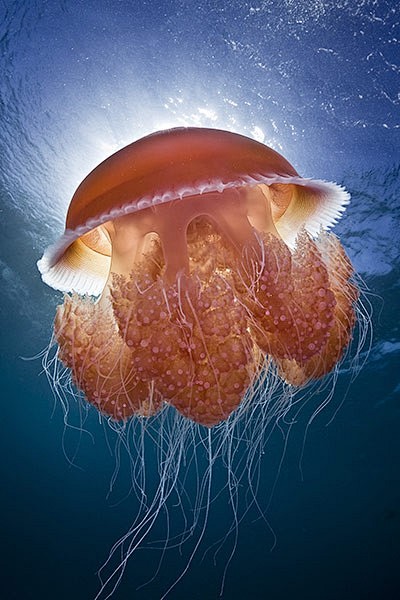 Australian jellyfish