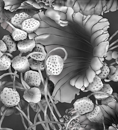 园中青葵葵采集到P-浮雕灰度图